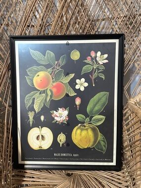 IKEA Botanical Apple Print Framed Art - Black Background